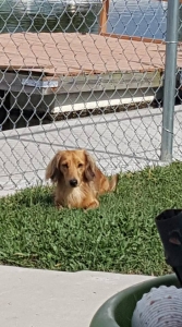 Miniature Long-haired Cream Dachshund Listing Image
