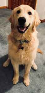 one year old golden retriever