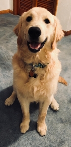 1 year old Golden Retriever stud Listing Image