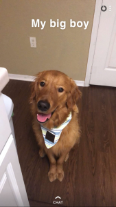 Golden Retriever Listing Image