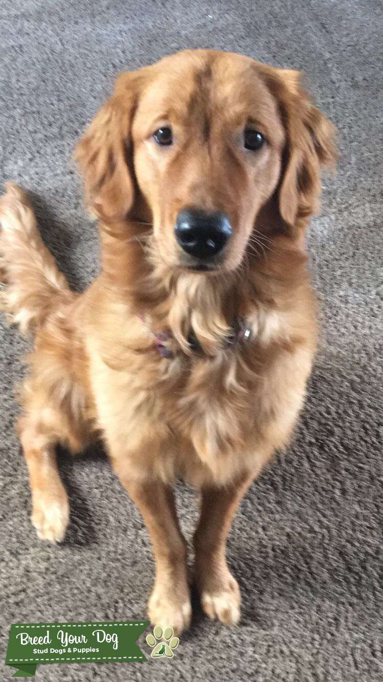 Golden Retriever Stud Dog in Florida, the United States Breed Your Dog