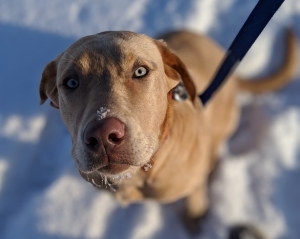 Champagne (Yellow) Lab. Great Demeanor, Great Pedigree. Listing Image