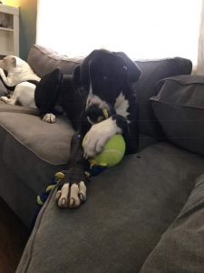 Great Dane AKC Listing Image
