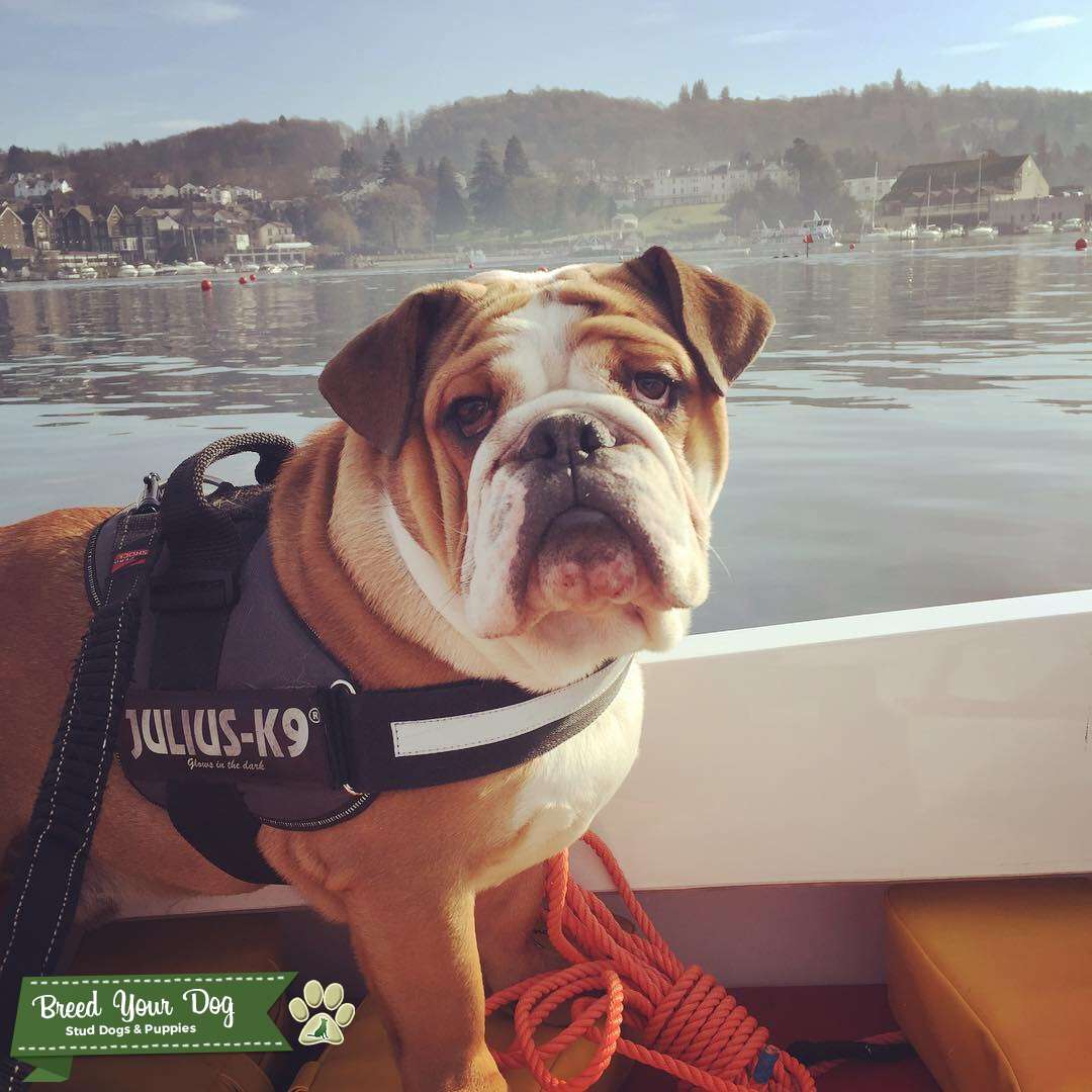 pedigree british bulldog