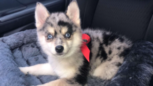 Pomsky Merle Blue eyes STUD Listing Image
