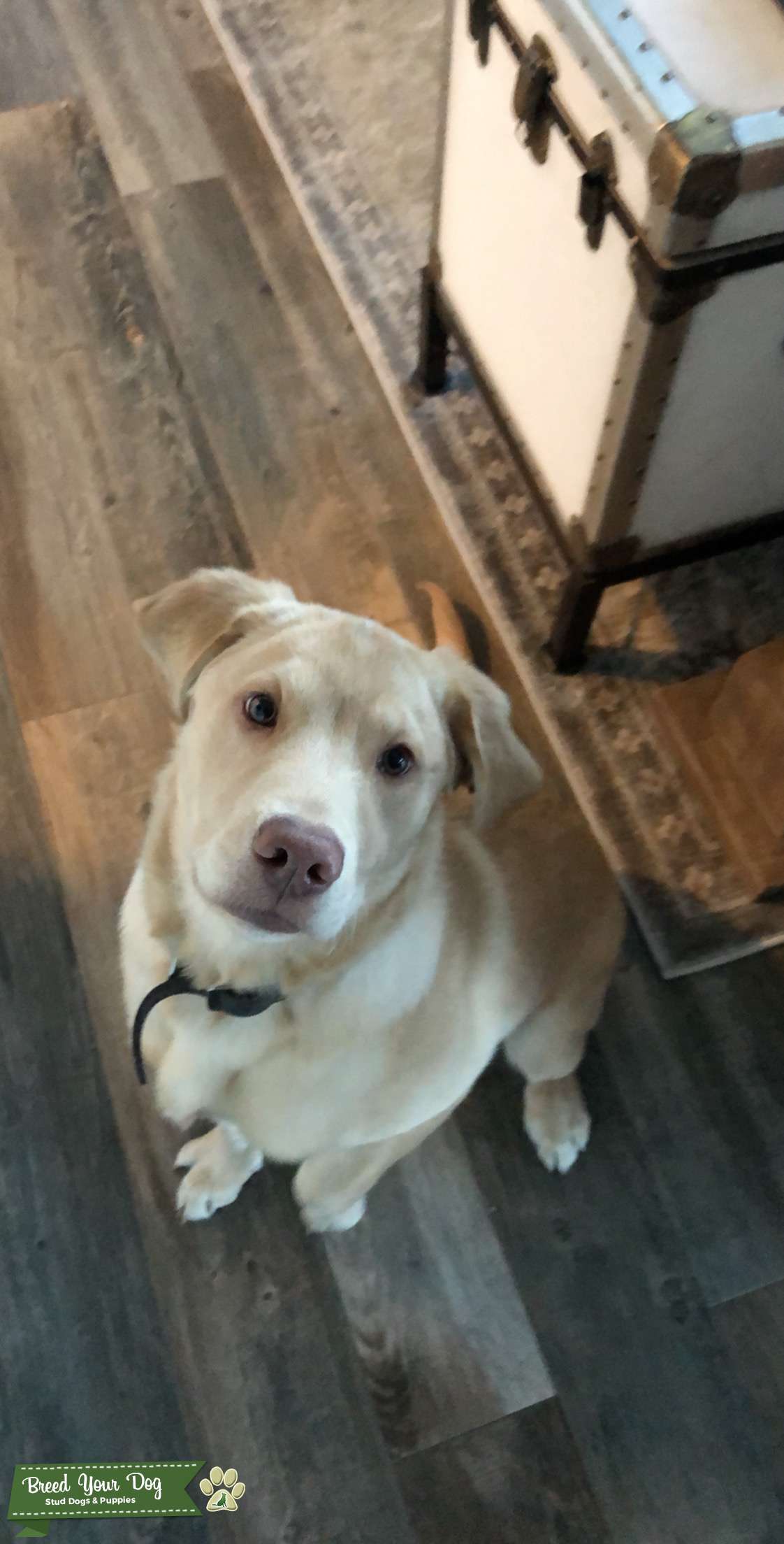 Golden Retriever Lab mix Stud Dog in Located in Northern Colorado