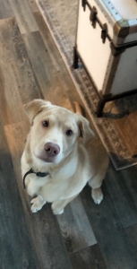 Golden Retriever Lab mix Listing Image