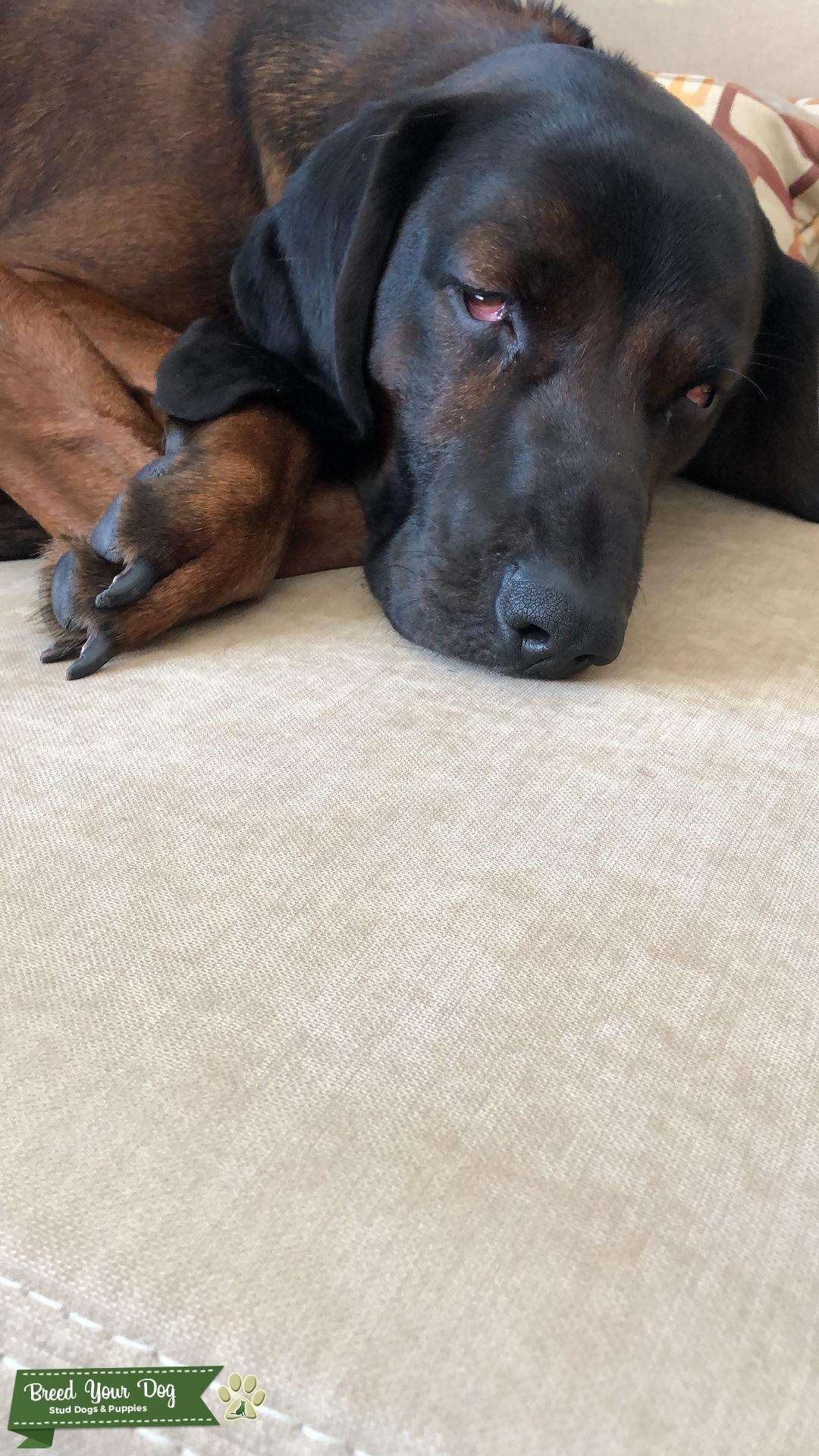 BAVARIAN HOUND DOG Stud Dog in Ontario, the United States Breed