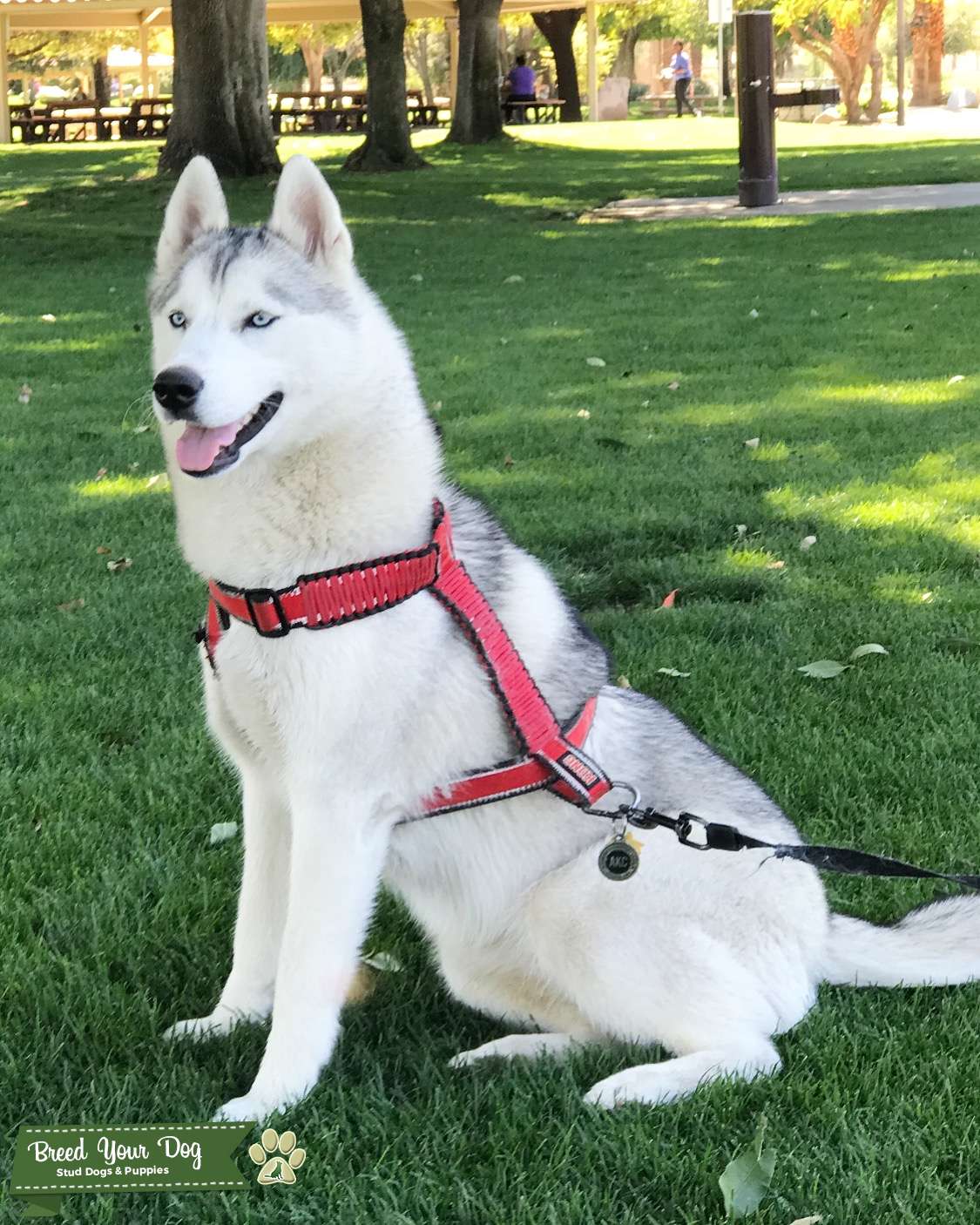 grey and white siberian husky