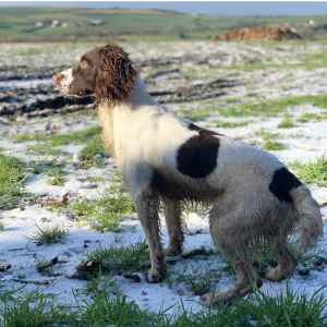liver and white springer
