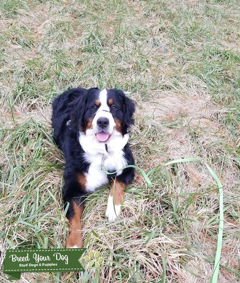 Bernese Mountain Dog in South Jersey Stud Dog in South Jersey, the