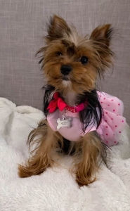 3 color yorkie and weight under 5 pound  Listing Image