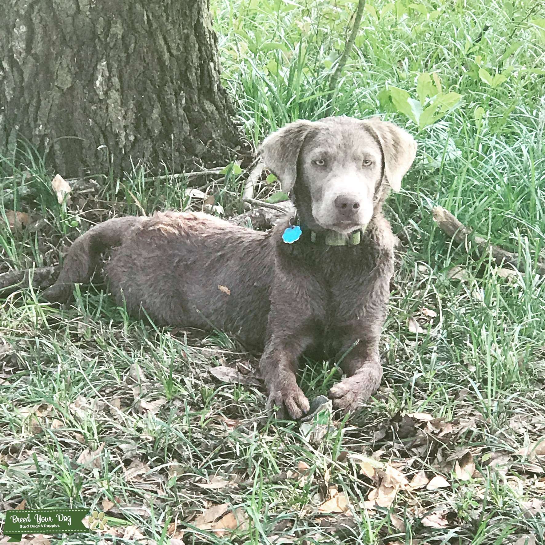 AKC Silver Labrador Stud Dog in San Diego , the United States Breed Your Dog