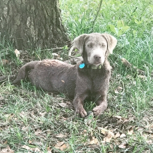 AKC Silver Labrador  Listing Image