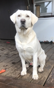 AKC Labrador Retriever Stud Listing Image