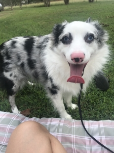 Mini Australian Shepherd looking for love Listing Image