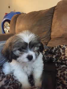 Bichon frise and shih tzu  Listing Image