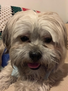 Maltese / Shi Tzu Male Dog Listing Image