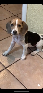 Beagle  Listing Image