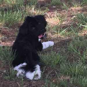 black dog with white paws