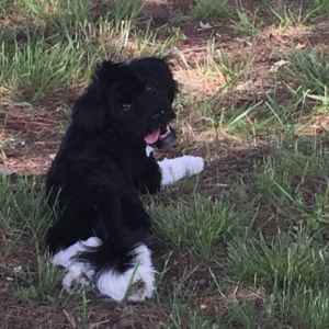 All Black with white paws  Listing Image