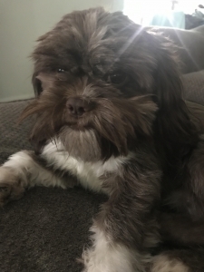 Stud shih tzu Listing Image