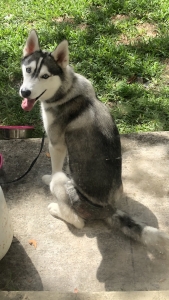 White / grey /black Siberian husky Listing Image