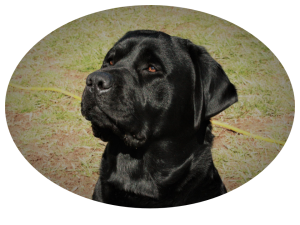 Black English Labrador Listing Image