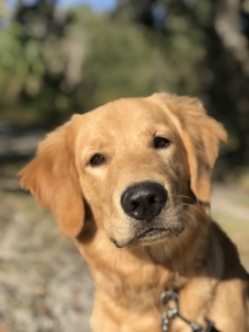 Looking to breed my dog Listing Image