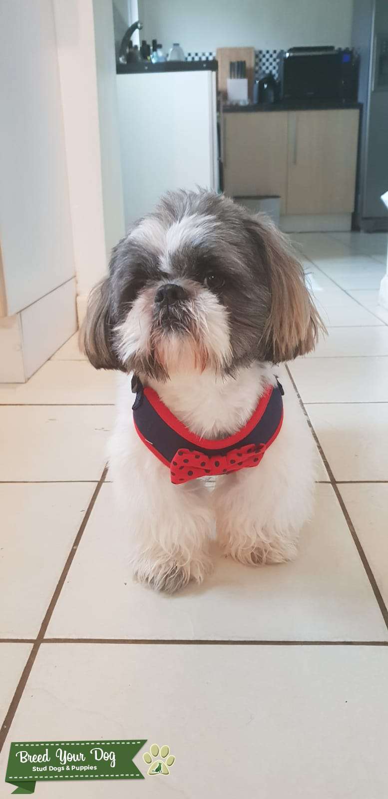 Male shih tzu Stud Dog Neath Breed Your Dog