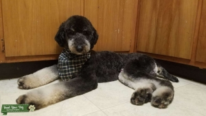 Phantom Poodle Listing Image