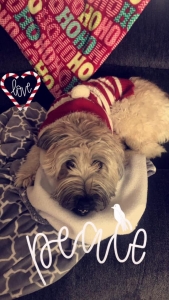 Wheaton Terrier Listing Image