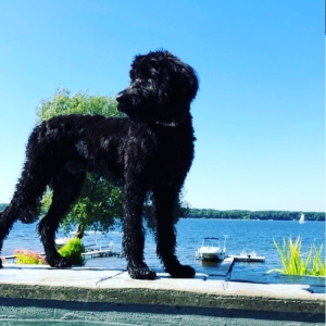 Bernedoodle Stud Listing Image