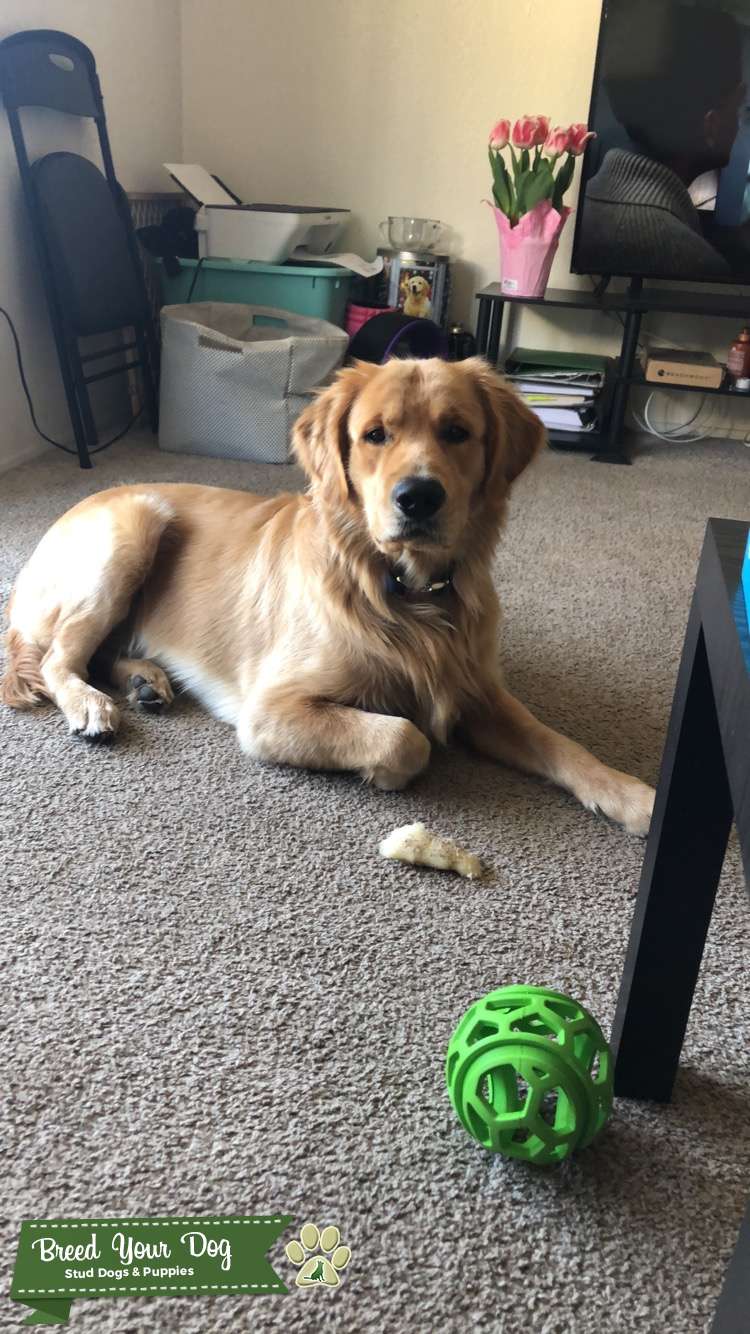 Pure Golden Retriever Stud Dog in California, the United States