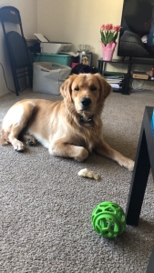 Pure Golden Retriever Listing Image