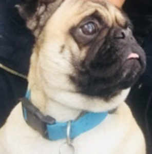Looking for Male Pug Listing Image