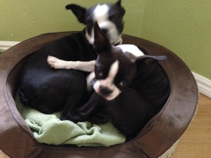 Female Boston Terrier Listing Image