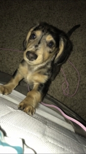 Miniature Male Silver Dapple Dachshund  Listing Image