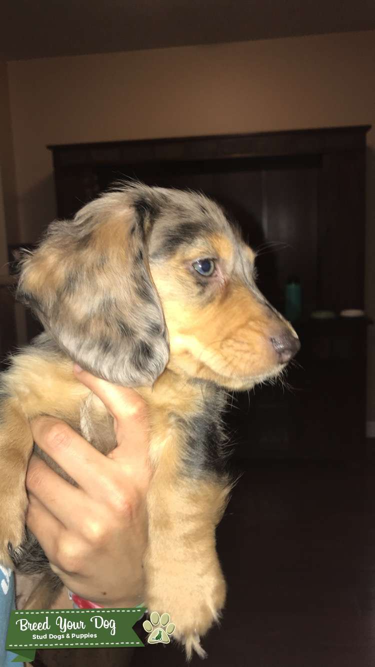 Miniature Male Silver Dapple Dachshund Stud Dog in Kansas, the United