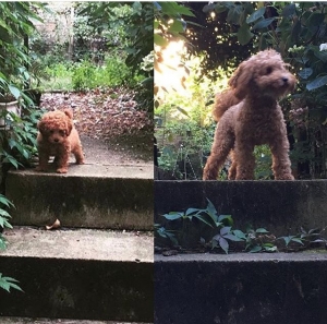 STUD - Red/Apricot Toy Poodle - DNA Pra clear Listing Image