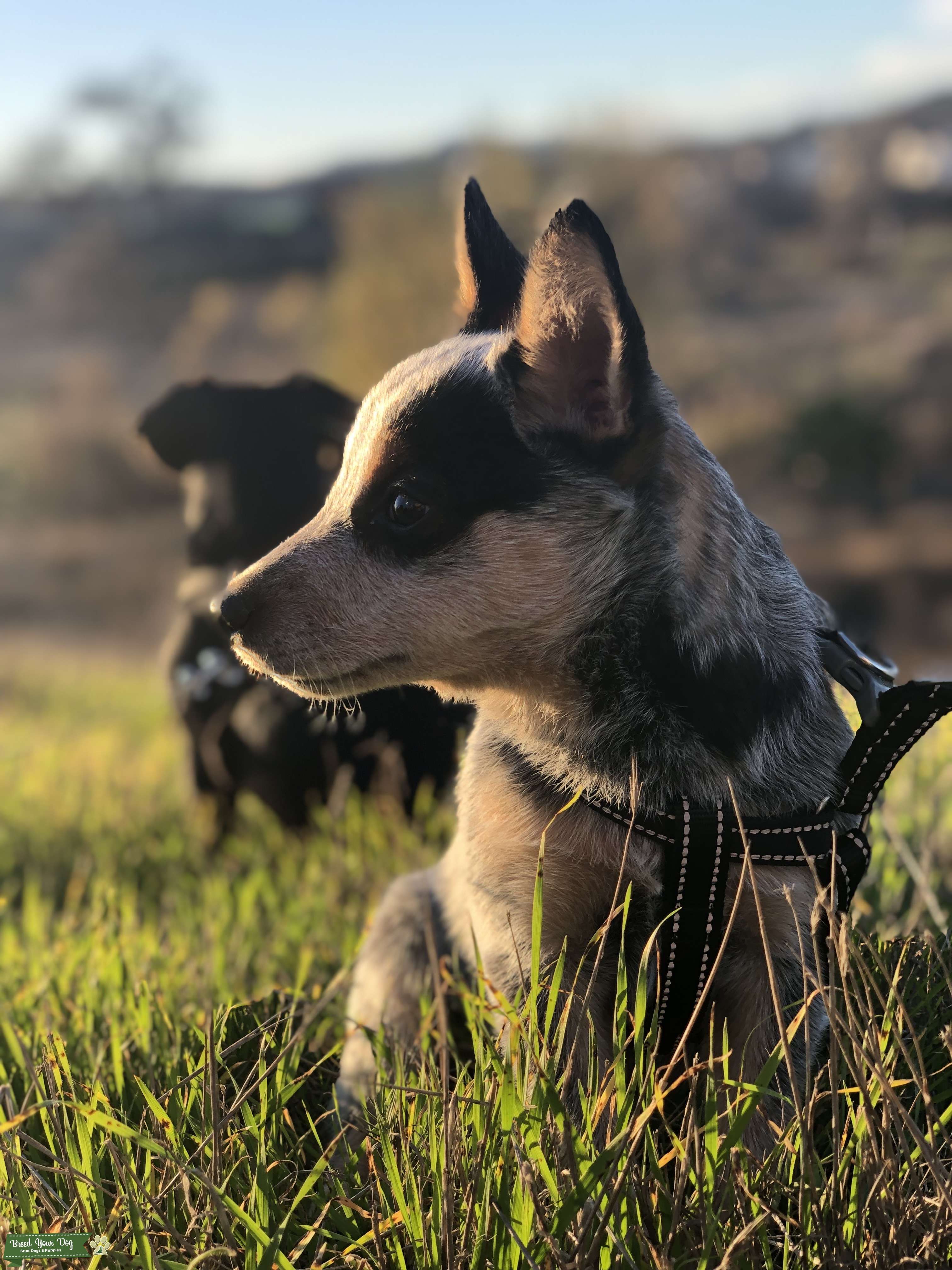 Stud Dog - Blue Heeler For Stud - Breed Your Dog