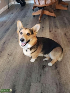Pembroke Corgi Stud Service Listing Image