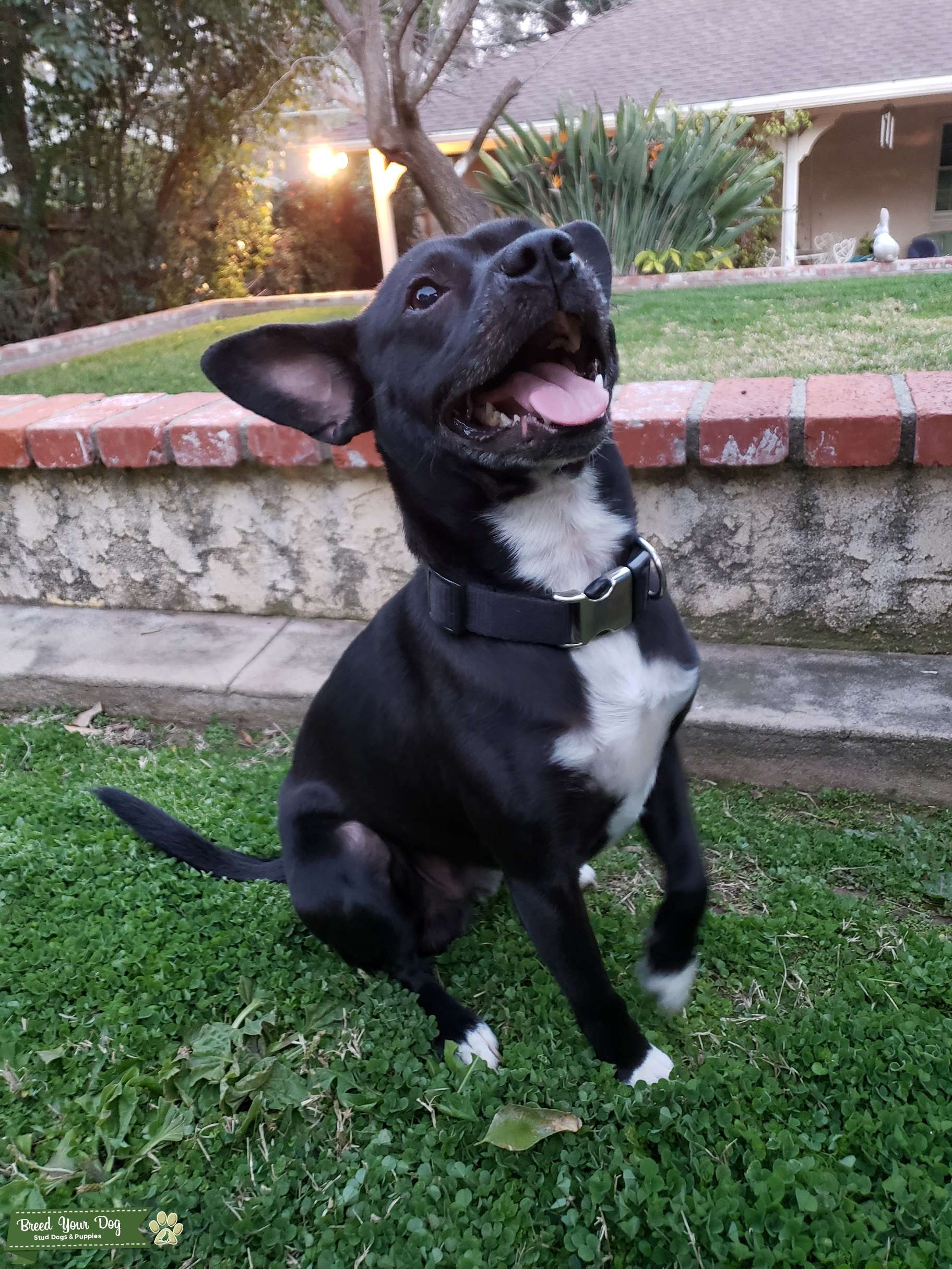 jack russell chihuahua pitbull mix