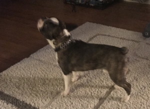 Frenchton brindle  Listing Image