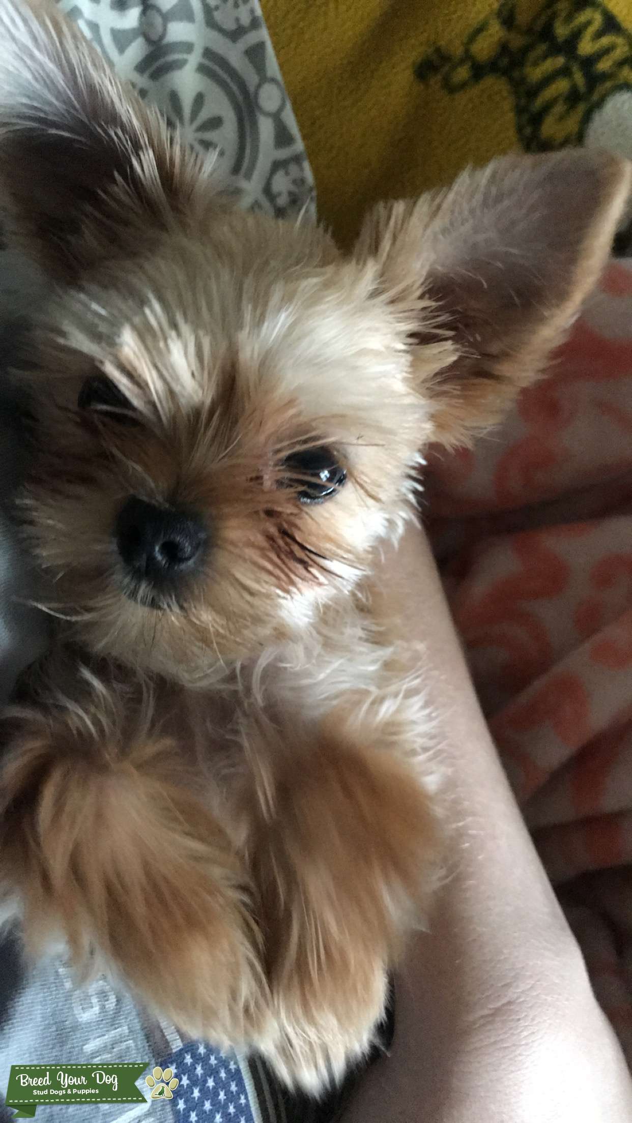shih tzu and yorkie mix