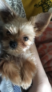 Shih Tzu Yorkie Mix looking to breed Listing Image