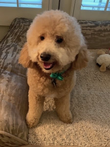 F1b Mini Golden Doodle Female  Listing Image