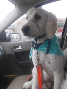 Stud Pup Listing Image