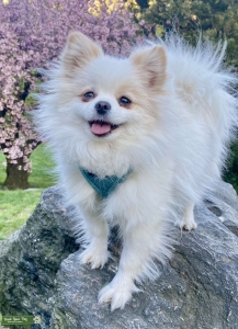NYC White Cappuccino Pomeranian  Listing Image