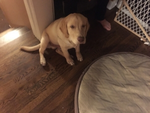 Yellow Labrador Retriever Listing Image